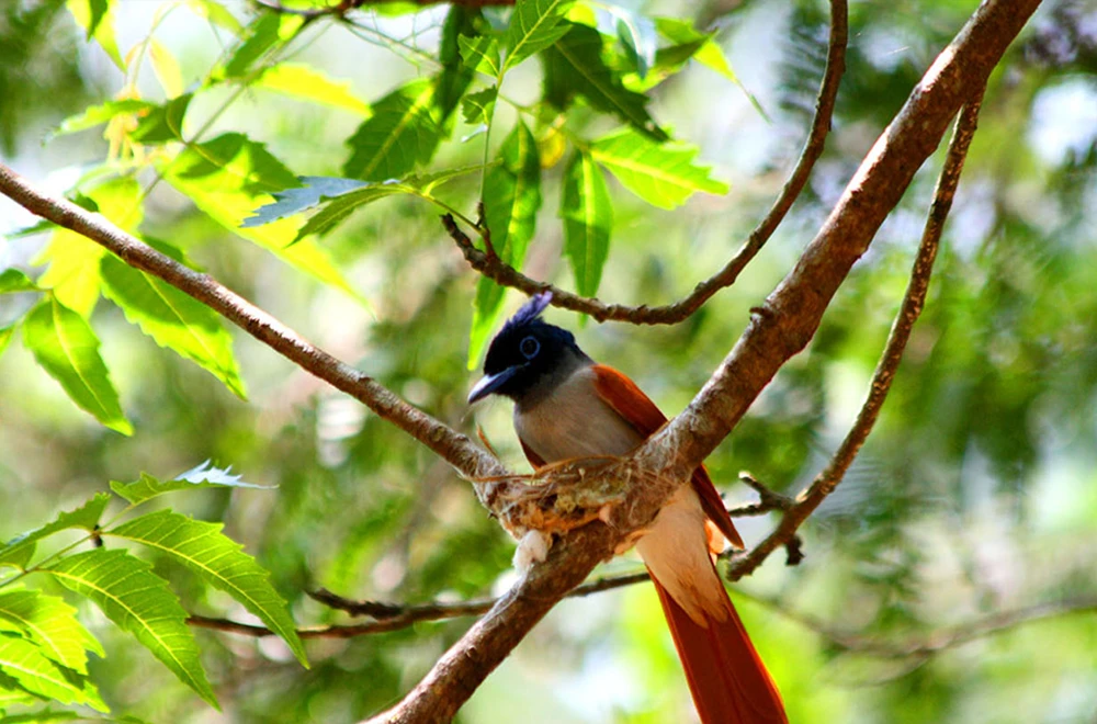 do-vacation-birds-gal-24
