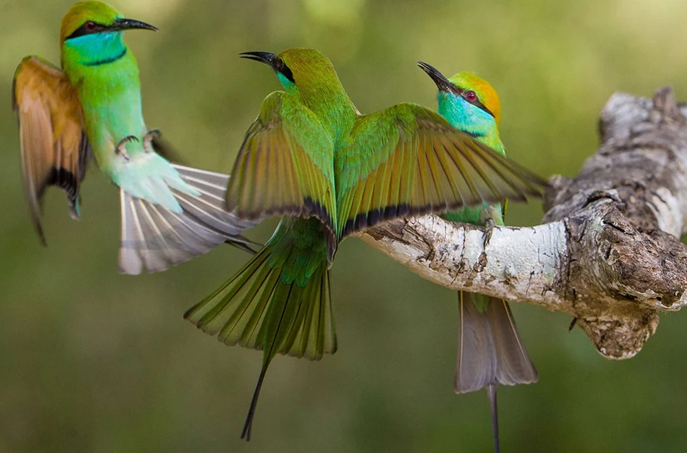 do-vacation-birds-gal-25