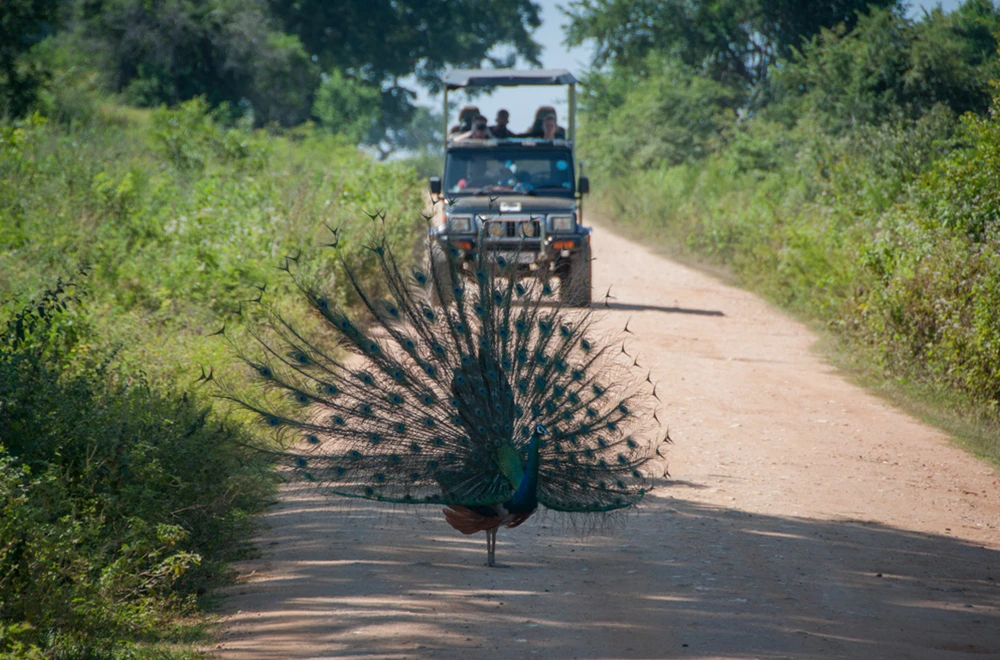 do-vacation-safaris-gal-2